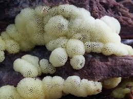 Attēlu rezultāti vaicājumam “Lycogala succineum macro”