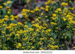 Attēlu rezultāti vaicājumam “Rorippa amphibia leaf”