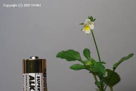 Attēlu rezultāti vaicājumam “Viola arvensis bud”