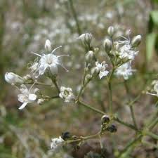 Attēlu rezultāti vaicājumam “Gypsophila fastigiata leaf”