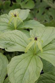 Attēlu rezultāti vaicājumam “Paris quadrifolia bud”