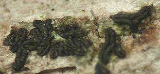 Attēlu rezultāti vaicājumam “Bacidia subincompta”