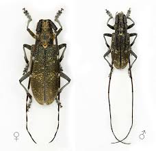 Attēlu rezultāti vaicājumam “Monochamus galloprovincialis”