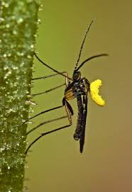 Attēlu rezultāti vaicājumam “Sciaridae”