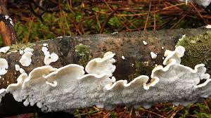 Attēlu rezultāti vaicājumam “Plicatura nivea”