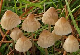 Attēlu rezultāti vaicājumam “Mycena”