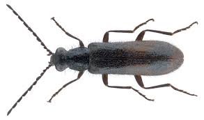 Attēlu rezultāti vaicājumam “Dasytes sp.”