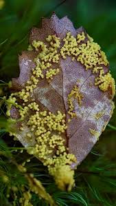 Attēlu rezultāti vaicājumam “Lycogala miserum sessile”