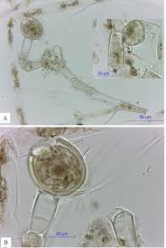 Attēlu rezultāti vaicājumam “Bulbochaete mirabilis”