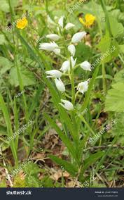 Attēlu rezultāti vaicājumam “Cephalanthera longifolia”
