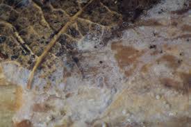 Attēlu rezultāti vaicājumam “Basidiodendron”