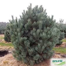 Attēlu rezultāti vaicājumam “Pinus sylvestris var. turfosa”