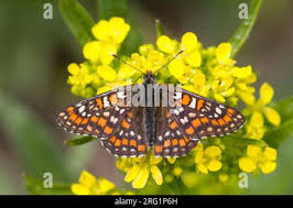 Attēlu rezultāti vaicājumam “Euphydryas maturna upperside”