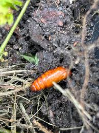 Attēlu rezultāti vaicājumam “Abraxas grossulariata pupa”