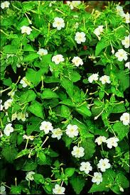 Image result for Mirabilis jalapa