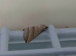 Attēlu rezultāti vaicājumam “Colobochyla salicalis”