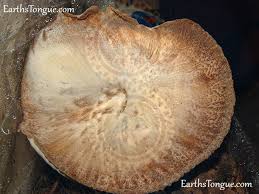 Attēlu rezultāti vaicājumam “Polyporus tuberaster”