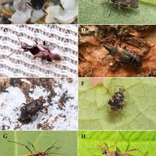 Attēlu rezultāti vaicājumam “Pantilius tunicatus imago”