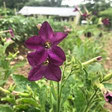 Image result for Nicotiana x sanderae `Perfume`F1