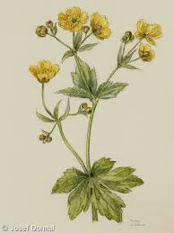 Attēlu rezultāti vaicājumam “Ranunculus lanuginosus”