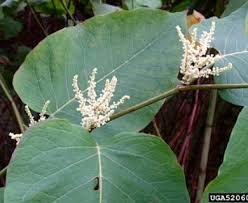 Attēlu rezultāti vaicājumam “Reynoutria sachalinensis flower”