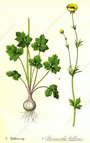 Attēlu rezultāti vaicājumam “Ranunculus bulbosus”