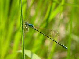 Attēlu rezultāti vaicājumam “Nehalennia speciosa”