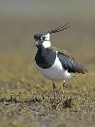 Attēlu rezultāti vaicājumam “Vanellus vanellus adult”