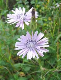 Attēlu rezultāti vaicājumam “Lactuca tatarica flower”
