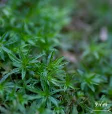 Attēlu rezultāti vaicājumam “Atrichum flavisetum”