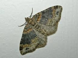 Attēlu rezultāti vaicājumam “Xanthorhoe ferrugata”