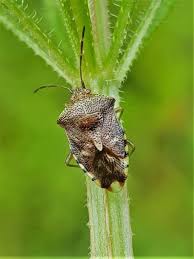 Attēlu rezultāti vaicājumam “Oxyrrhynchium hians var. rigidum macro”