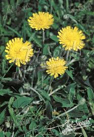 Attēlu rezultāti vaicājumam “Pilosella officinarum flower”