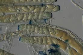 Attēlu rezultāti vaicājumam “Peziza ammophila”