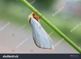 Attēlu rezultāti vaicājumam “Hepialus humuli male”