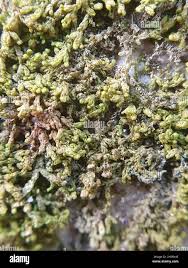 Attēlu rezultāti vaicājumam “Ptilidium pulcherrimum”