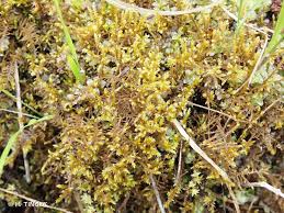 Attēlu rezultāti vaicājumam “Campyliadelphus elodes”