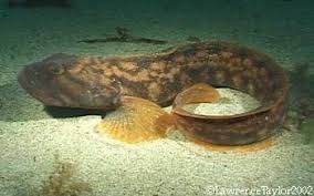 Image result for Zoarces americanus