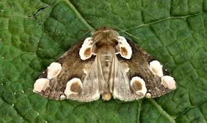 Attēlu rezultāti vaicājumam “Thyatira batis larva”