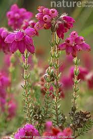 Attēlu rezultāti vaicājumam “Erica tetralix”