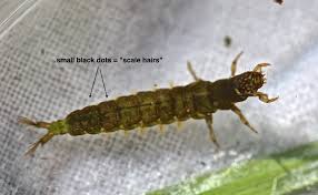 Attēlu rezultāti vaicājumam “Sphacelotheca hydropiperis”