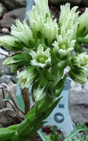 Attēlu rezultāti vaicājumam “Jovibarba globifera bud”