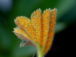 Attēlu rezultāti vaicājumam “Trachyspora intrusa”