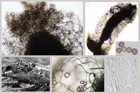 Attēlu rezultāti vaicājumam “Diachea subsessilis spores”