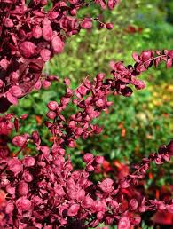 Attēlu rezultāti vaicājumam “Chenopodium rubrum flower”