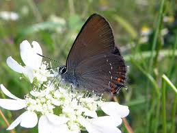 Attēlu rezultāti vaicājumam “Satyrium ilicis”