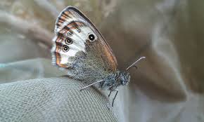 Attēlu rezultāti vaicājumam “Coenonympha arcania”
