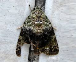 Attēlu rezultāti vaicājumam “Nolidae”