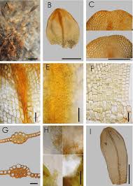 Attēlu rezultāti vaicājumam “Cephaloziella hampeana”