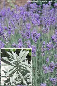 Attēlu rezultāti vaicājumam “Lavandula angustifolia leaf”